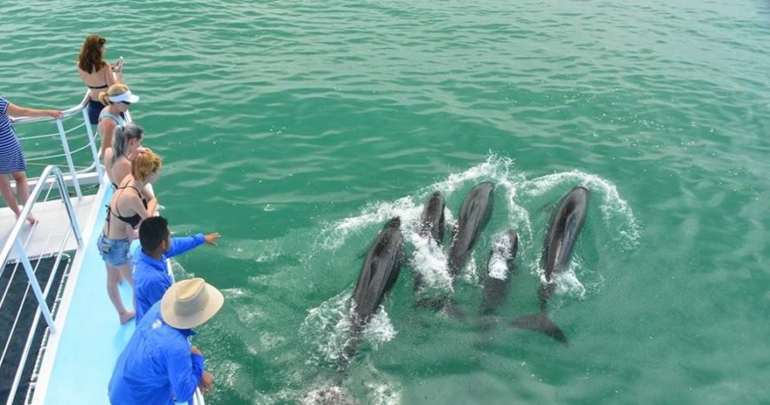 Whales and dolphins manuel antonio costa rica